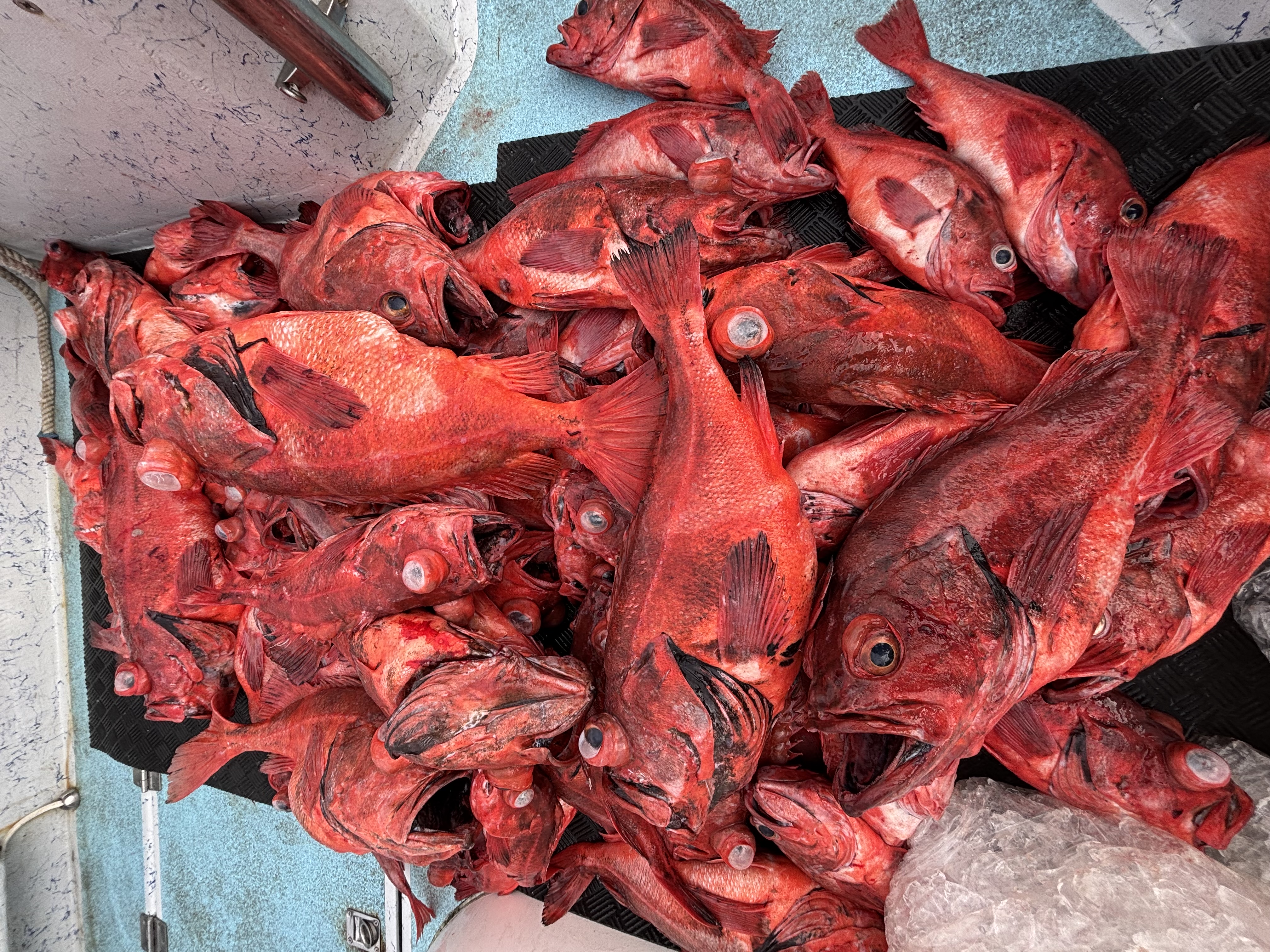 Rockfish
