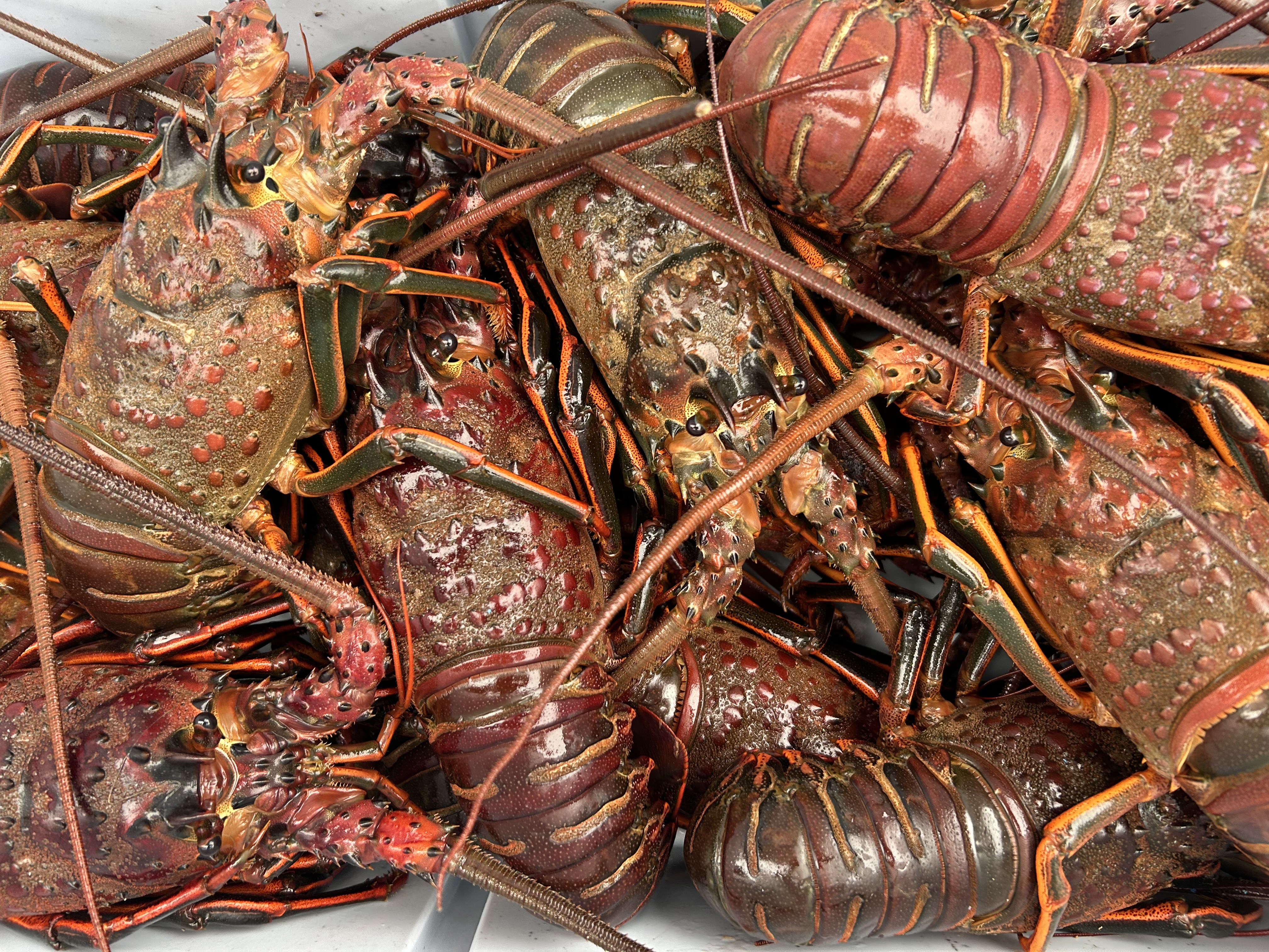 Small Live Spiny Lobster (1.2–1.7 lb)