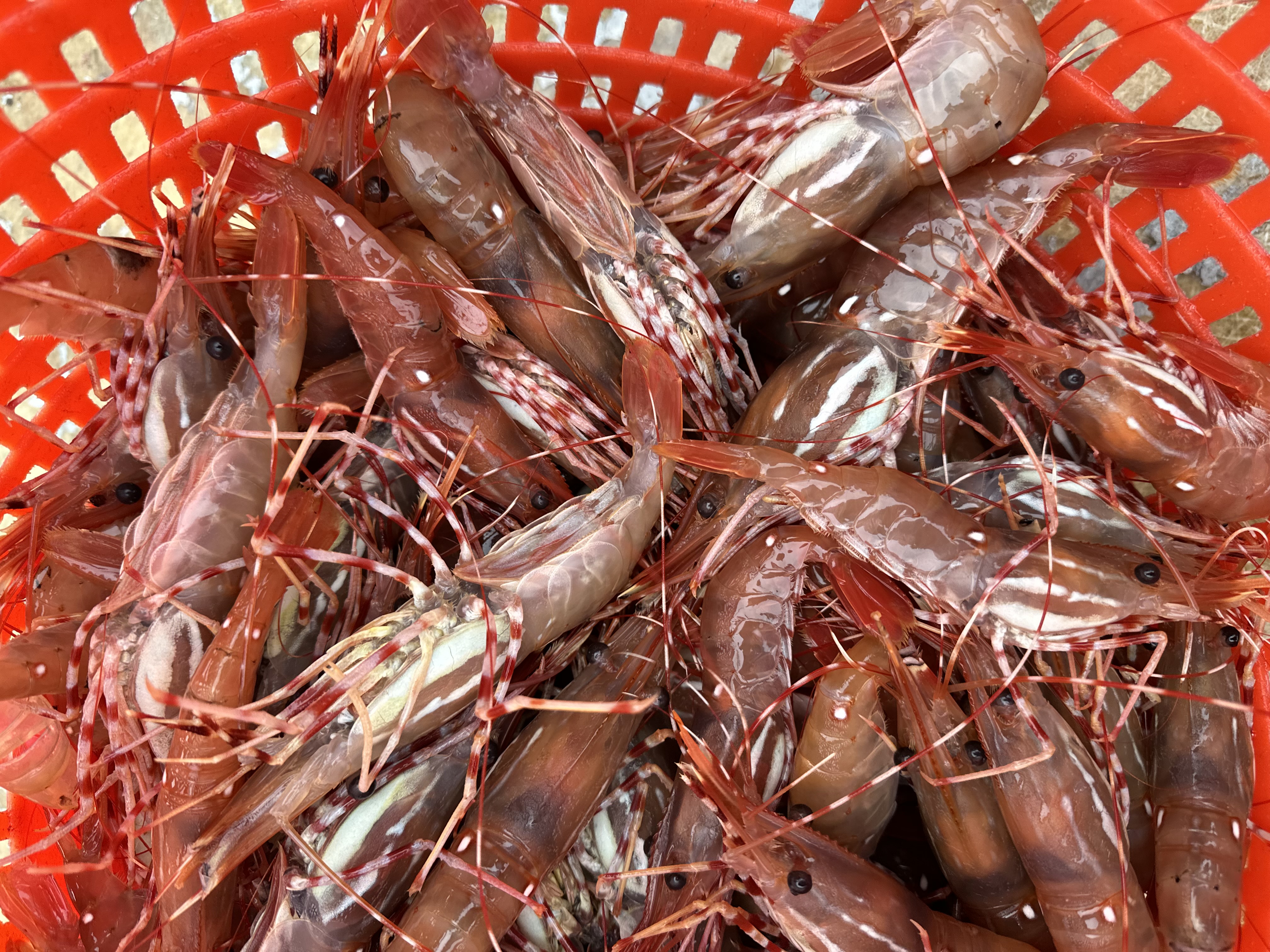 Spot Prawns